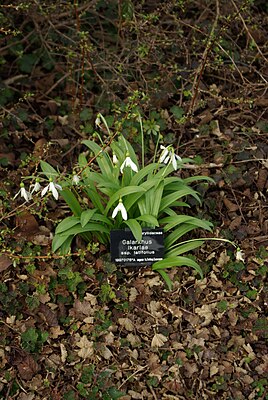 Galanthus woronowii by Nick - 20080314.jpg