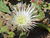 Mesembryanthemum crystallinum1.jpg
