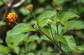 Lantana camara 3.jpg