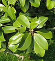 Magnolia grandiflora leaves by Line1.jpg