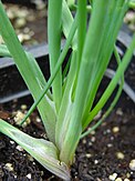 Starr 070906-8816 Allium schoenoprasum.jpg