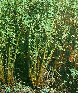 Dryopteris1600.JPG