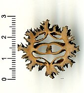 Juglans cinerea 002.01 aa Nekrasov.jpg