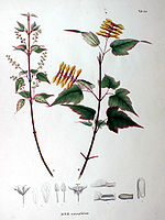 Acer crataegifolium SZ147.jpg
