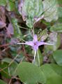 Epimedium grandiflorum a4.jpg