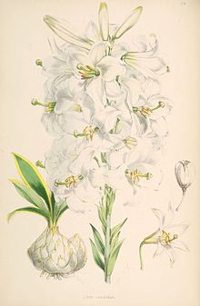 Lilium candidum 1.jpg