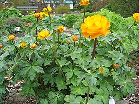 Trollius altaicus Brekkugullhnappur.jpg