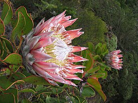 King Protea 01.jpg