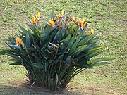 Starr 061224-2882 Strelitzia reginae.jpg