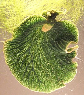 Морской слизень Elysia chlorotica