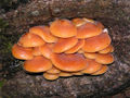 Flammulina velutipes 60.jpg