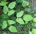 Epimedium grandiflorum leaf.jpg