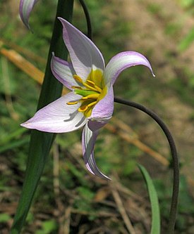 Tulipa riparia flower.jpg