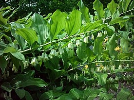 Kokoryczka wielokwiatowa Polygonatum multiflorum.jpg