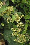 Hop mannelijke bloeiwijze Humulus lupulus male plant.jpg