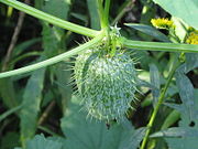 Echinocystis lobata 002.jpg