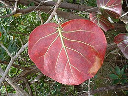 Starr 080604-6302 Coccoloba uvifera.jpg