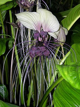 Tacca integrifolia2163256277.jpg