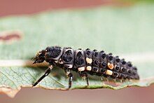 Coccinellidae - Hippodamia notata.jpg