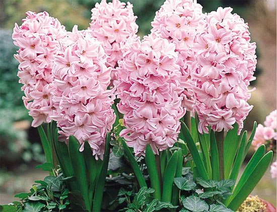 Гиацинт сорта Фондант (Fondant) имеет редкие розовые цветки