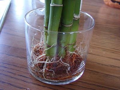  Как правильно посадить бамбук в землю?