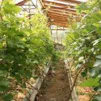 Технология выращивания винограда в теплице: раскрываем секреты дачников-виноделов