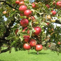 Лучшие сорта яблони для Ленинградской области