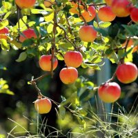 Яблони — сорта и критерии выбора для Черноземья