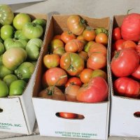 Если помидоры не краснеют: дозаривание урожая в домашних условиях