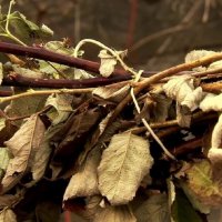Обрезка ремонтантной малины осенью: основные правила и ошибки, которые допускают садоводы