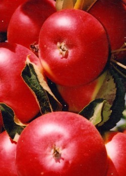 Сорт яблок Останкино