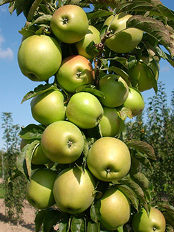 Сорт яблок Малюха