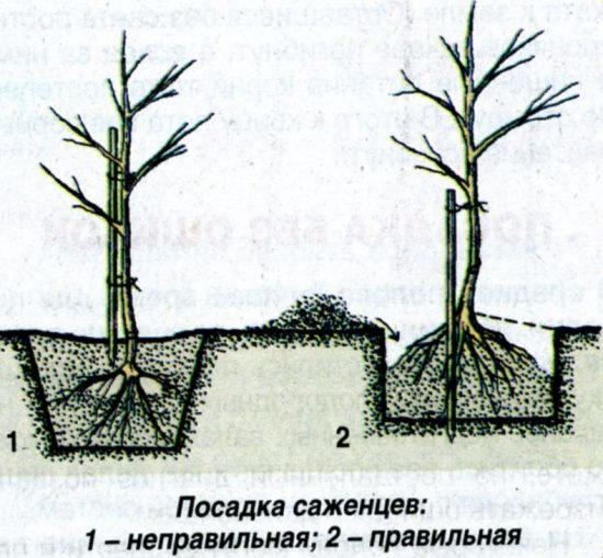 последовательность посадки саженца дерева