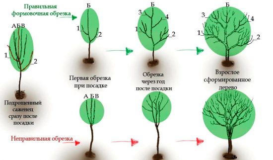 Схема обрезки молодой яблони