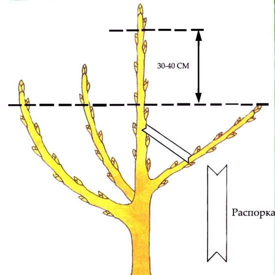 Обрезка двухлетней яблони