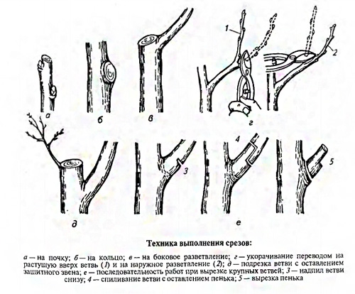 Техника выполнения срезов