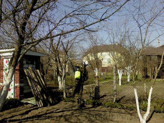 Опрыскивание старой яблони пестицидами