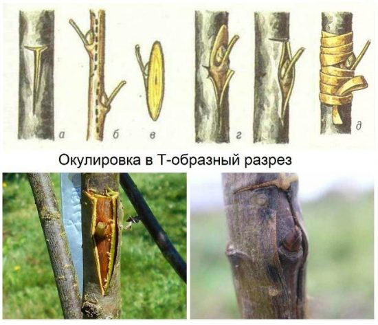 Схема окулировки яблони