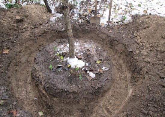 Обкапывание зизифуса перед пересадкой