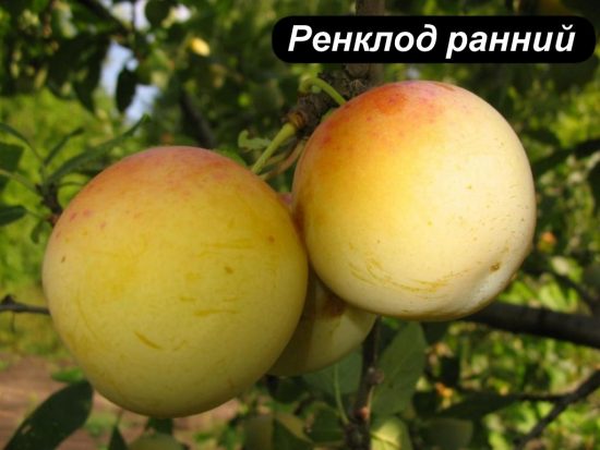 Плоды сливы Ренклод ранний