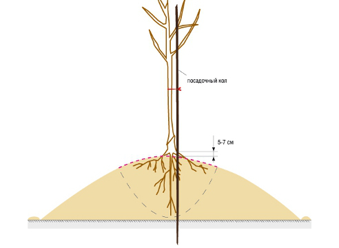Правильное расположение корневой шейки при посадке