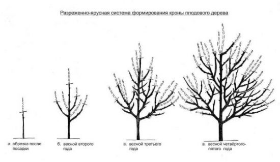 Разреженно-ярусная формировка кроны