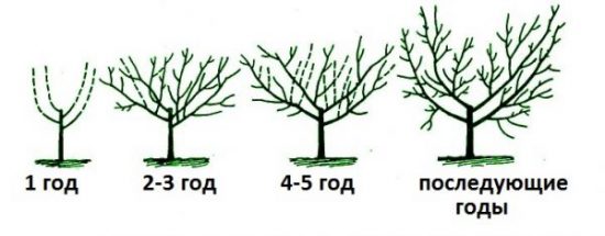 Чашевидная формировка кроны