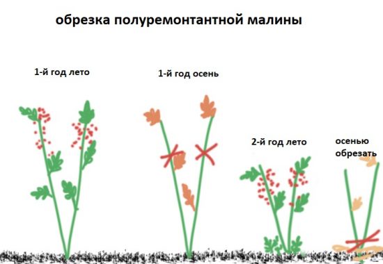 Обрезка полуремонтантной малины