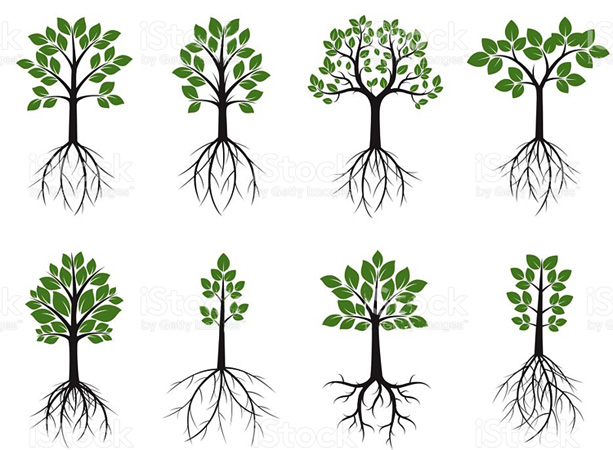 Деревеья и корни