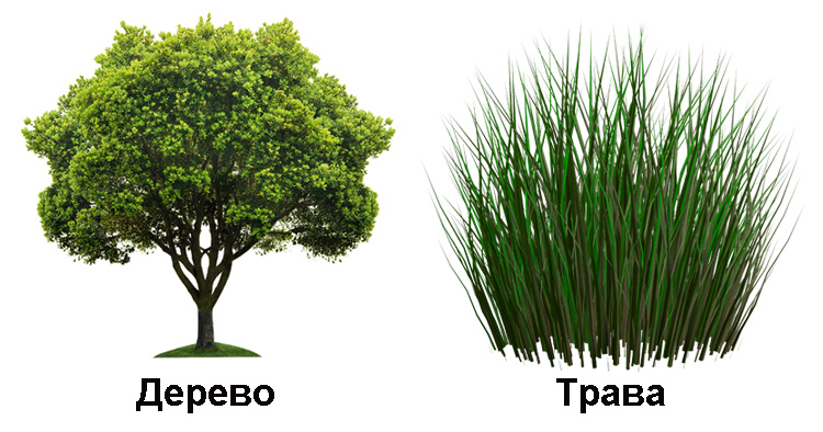 Дерево и трава