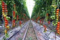rows of hydroponically grown tomato plants