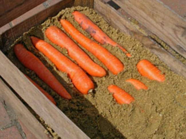 Хранение моркови в ящиках с песком