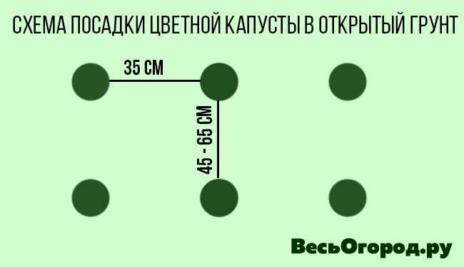 Схема посадки цветной капусты в открытый грунт