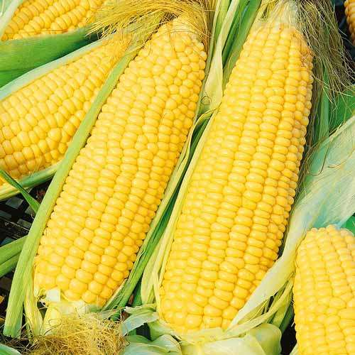 Сладкая кукуруза Хони Бентам